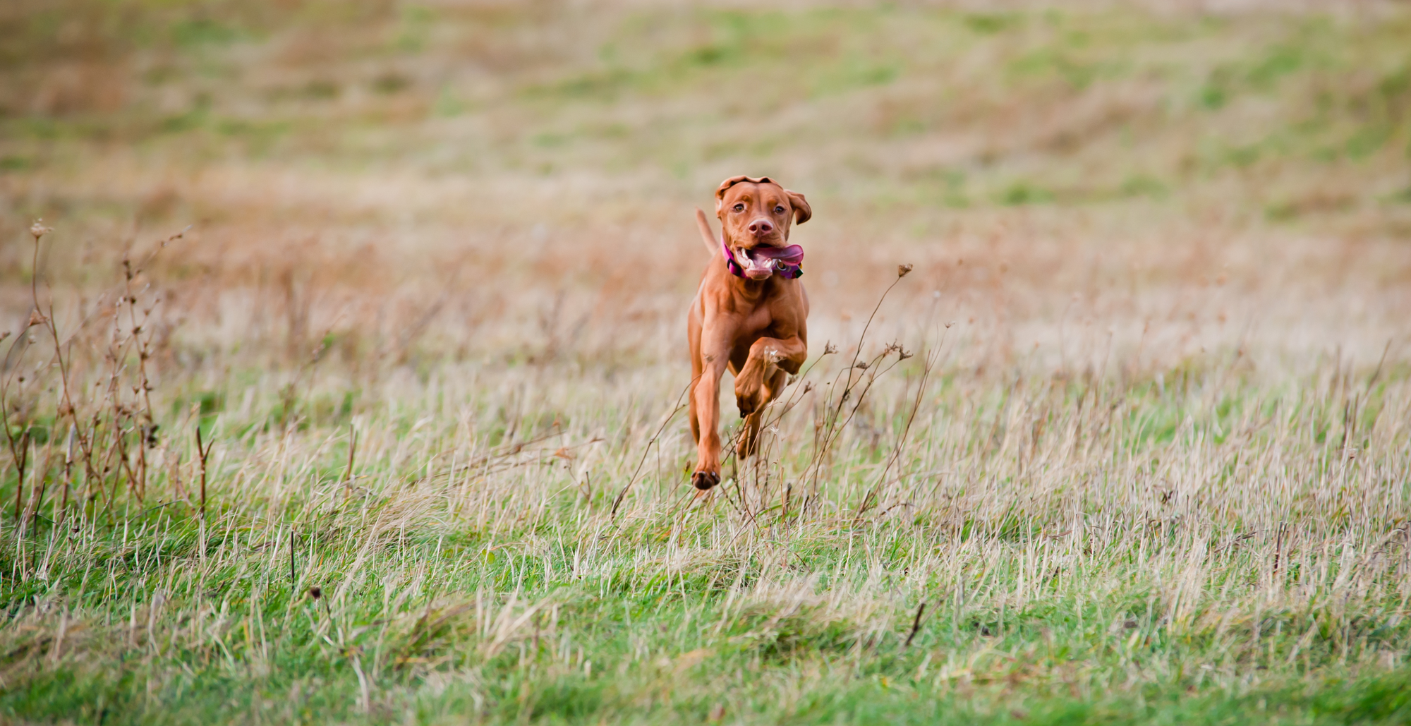 Crafting the Perfect Business Model for Your Dog Walking Business