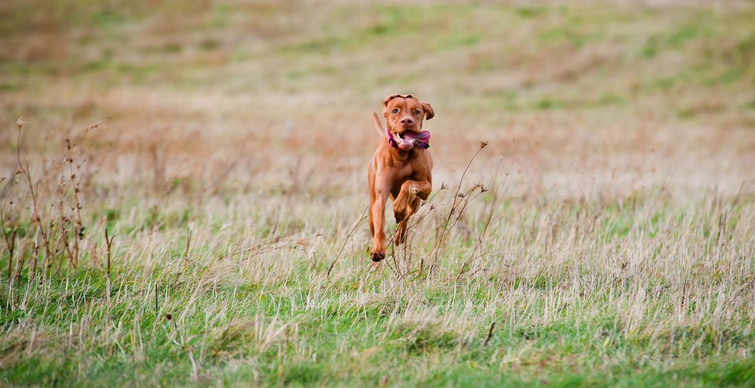 Creating the Perfect Business Model for Your Dog Walking Business